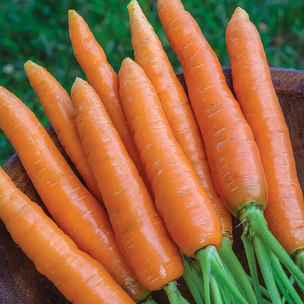 Carrot, Nantes Half Long