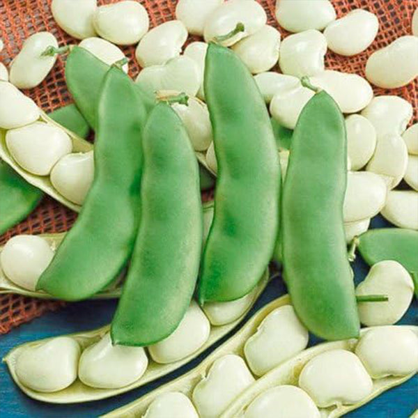 Semillas de frijol de Lima Henderson (Phaseolus vulgaris) Frijoles de Lima fáciles de cultivar Sin OGM