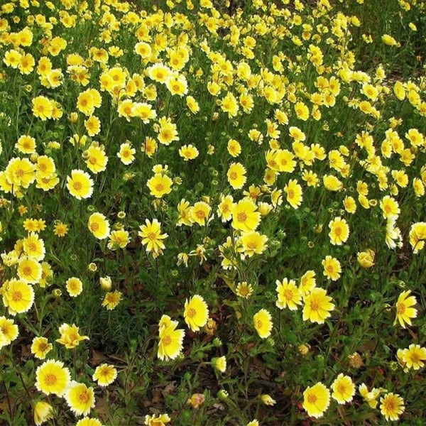 Tidy Tips (Layia Platyglossa) Seeds Great for butterfly and hummingbird gardens!