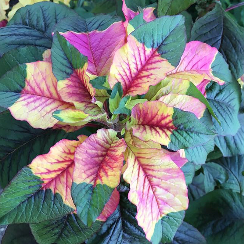 Amaranthus Tricolor Amaranth Summer Poinsettia – Haiyiplants