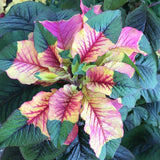 Amaranto de la capa de José Amaranto tricolor Flor de Pascua de verano