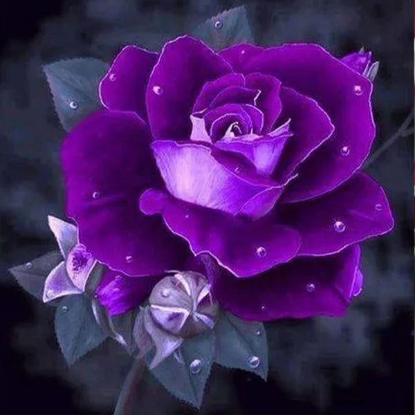 Rare purple dragon rose seeds