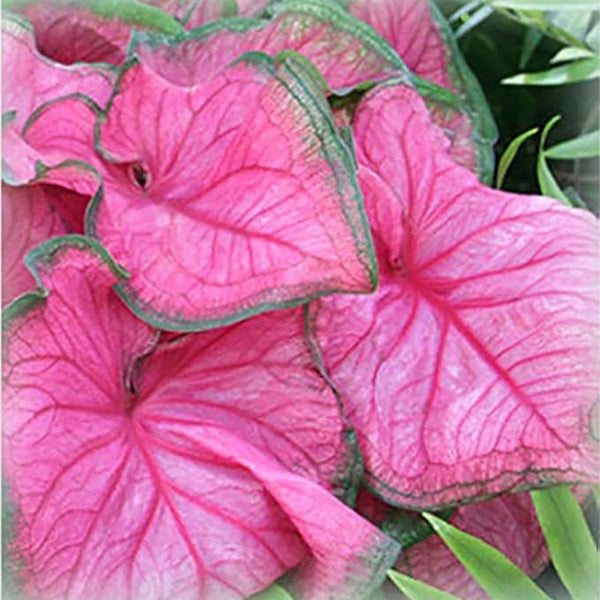 Caladium Florida Sweetheart con correa rosa y raíces grandes y un follaje rosado espectacular