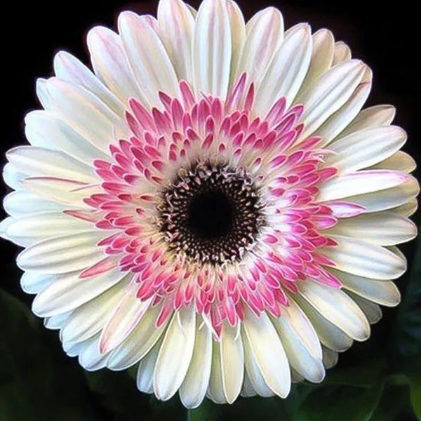 Pink white gerbera flower seeds, sunflower