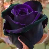Rare Exotic Dark Purple Rose Seeds