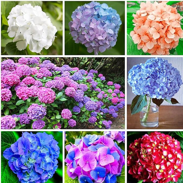 Semillas de hortensias mixtas para plantar semillas de flores de arbustos de crecimiento rápido