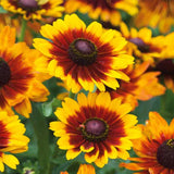 Ringed Gloriosa Black-Eyed Susan Seeds