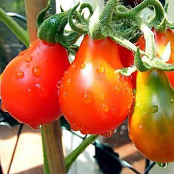 Tomato Red Pear Great Heirloom Garden Vegetable