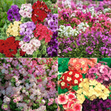 Phlox drummondii - Mezcla de plantas enanas