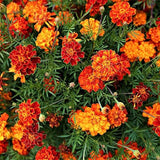 Marigold Seeds for Planting French Marigold Flower Seeds Mix