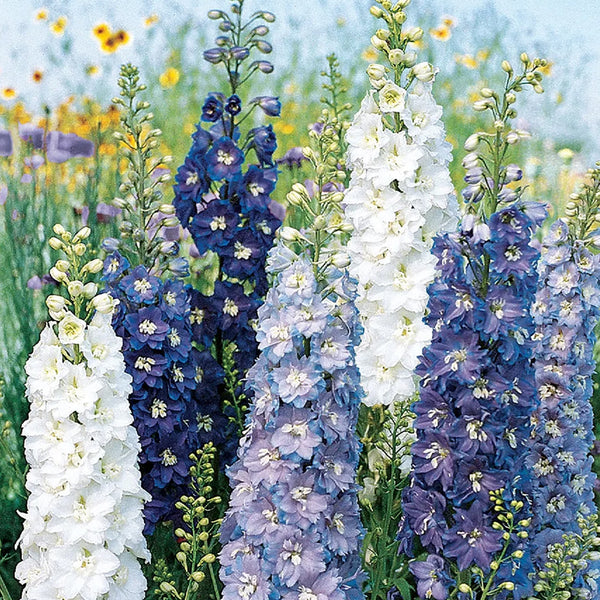 Delphinium, Fantasia Mixed Colors