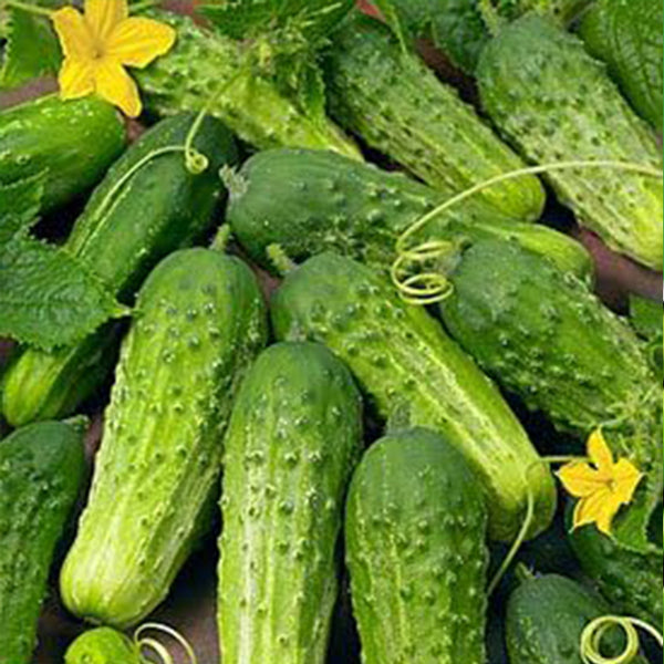 Cucumber Boston Pickling Great Vegetable