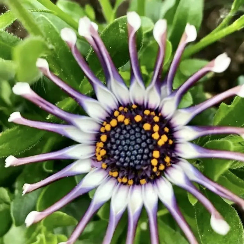 Semillas mixtas de osteospermum, margarita araña y margaritas (raras)