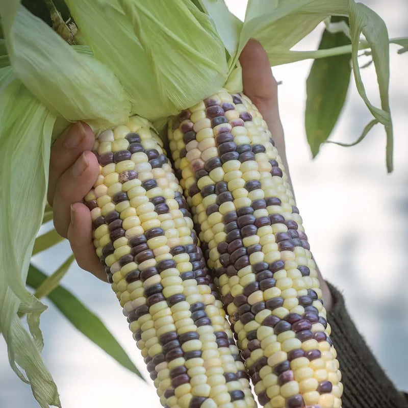 Corn, Sweet, Wild Violet Hybrid
