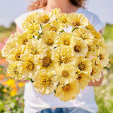 Amarilis de belleza rayada