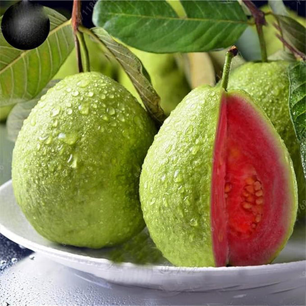 Semillas de guayaba para plantar: fruta tropical exótica y deliciosa. Ideal para bonsáis de interior vivos. Semillas de fruta para coser.