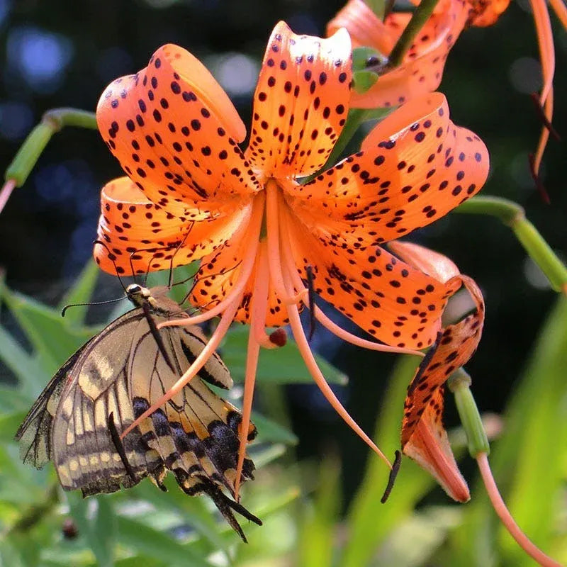 Old Favorite Tiger Lily Seeds – Haiyiplants