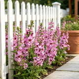 Light Pink Summer Snapdragon (Angelonia angustifolia) Seeds