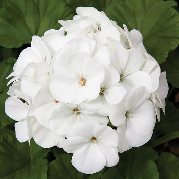 Geranium Pinto Premium White F1 Seed