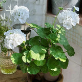 Geranium Pinto Premium White F1 Seed
