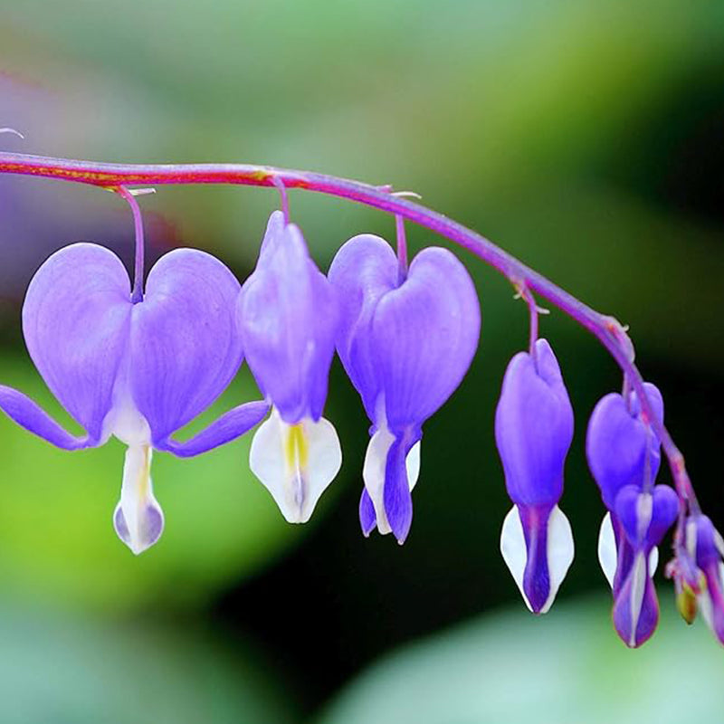 Rare Purple Bleeding Heart Seeds Dicentra Spectabilis Flower Seeds