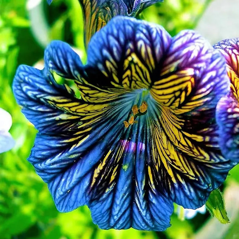 Semillas de gloria de la mañana chilena