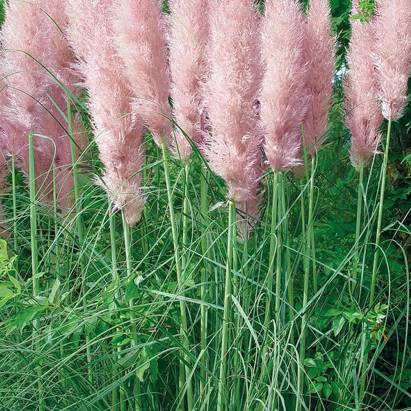 Cortaderia, Pink Pampas