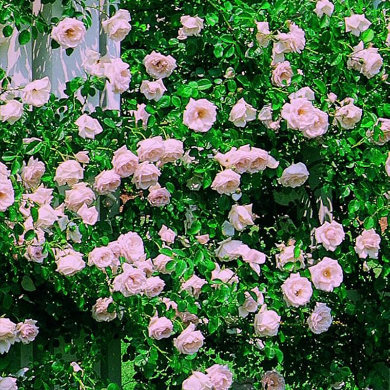Rosa 'New Dawn' (Climbing Rose) Rose, Double Blush Pink Flowers Seeds