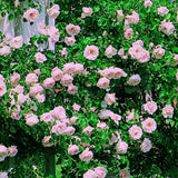 Rosa 'New Dawn' (Climbing Rose) Rose, Double Blush Pink Flowers Seeds