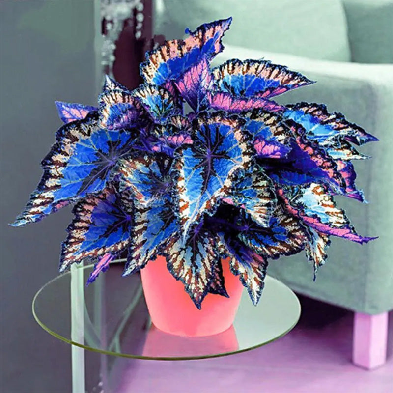 Coleus Bonsai Flower Leaf Plants Rainbow Dragon Seeds
