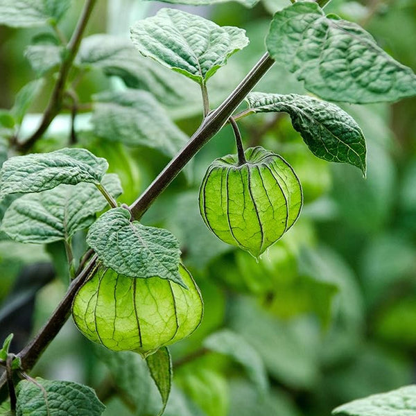 Perennial Cape Gooseberry Physalis Peruviana Goldenberry Fruit Plant Seeds