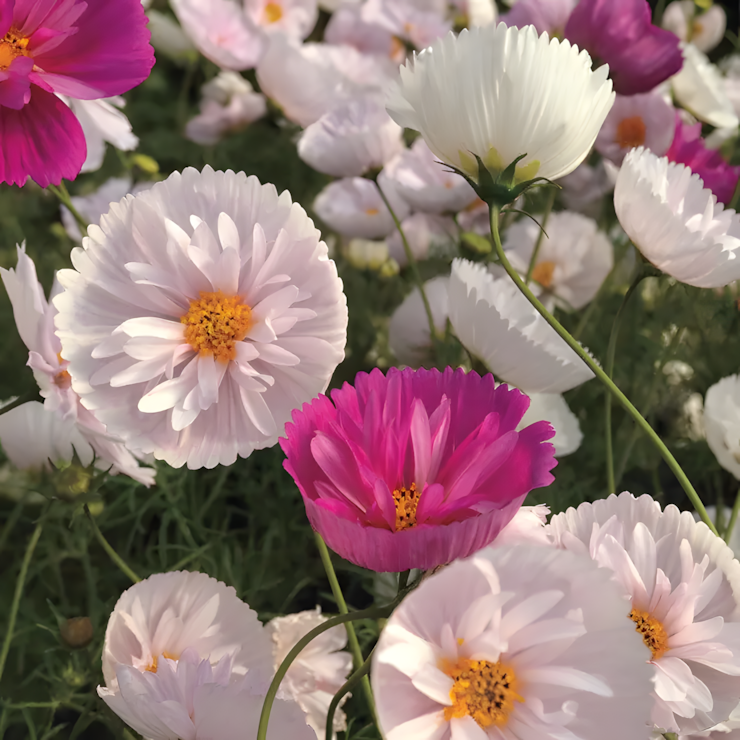 Cosmos bipinnatus 'Cupcakes and Saucers Mix' Seeds