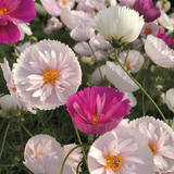 Cosmos bipinnatus 'Cupcakes and Saucers Mix' Seeds