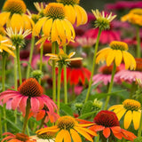 Yellow Coneflower Seeds - Bright Hardy Perennial Pollinator Flower