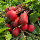 Cherry Belle Radish Seeds
