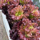 Ruby Ruffled Red Leaf Lettuce Seeds