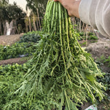 Japanese Mizuna Mustard Greens Seeds