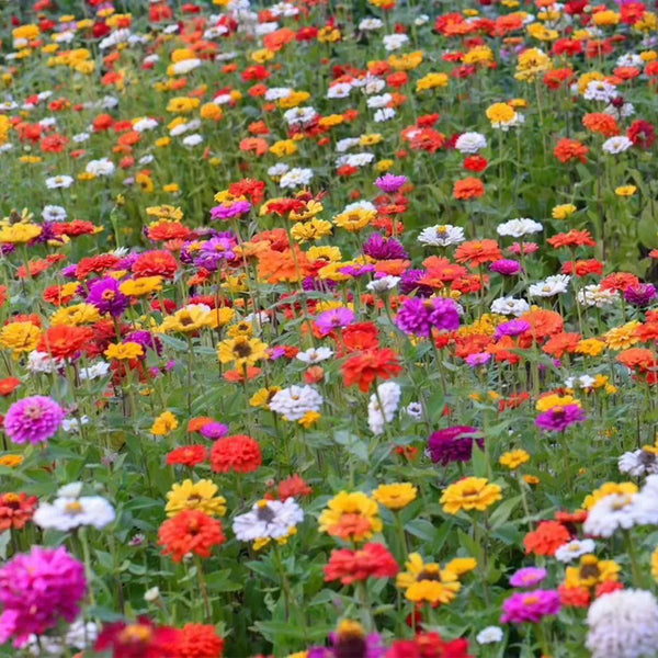 Multiple Flower Seeds