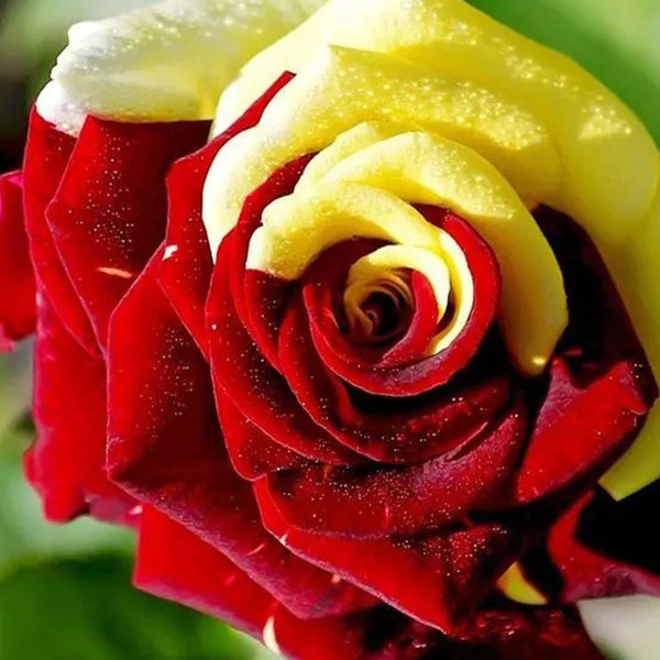 Gold Red Rose Seeds