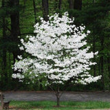Flowering Dogwood Tree Seeds Beautiful Flowering Tree Seeds for Planting