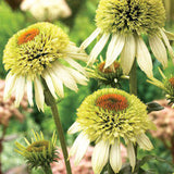 Coconut Lime Coneflower Seeds - Rare White & Green Hardy Perennial Pollinator Flower
