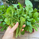 Baby Leaf Arugula Seeds
