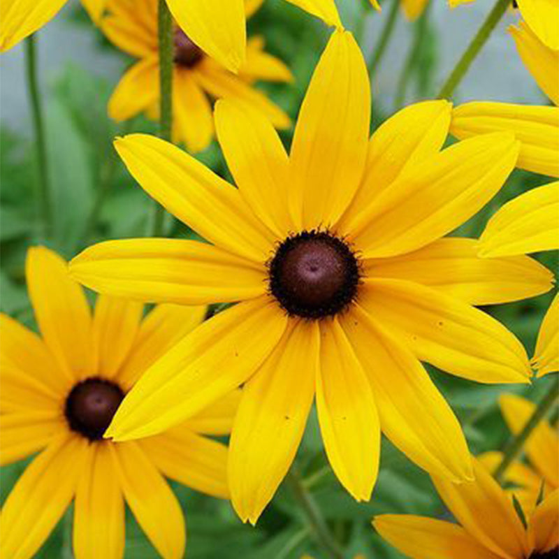 Classic Black-Eyed Susan Seeds