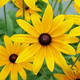 Classic Black-Eyed Susan Seeds