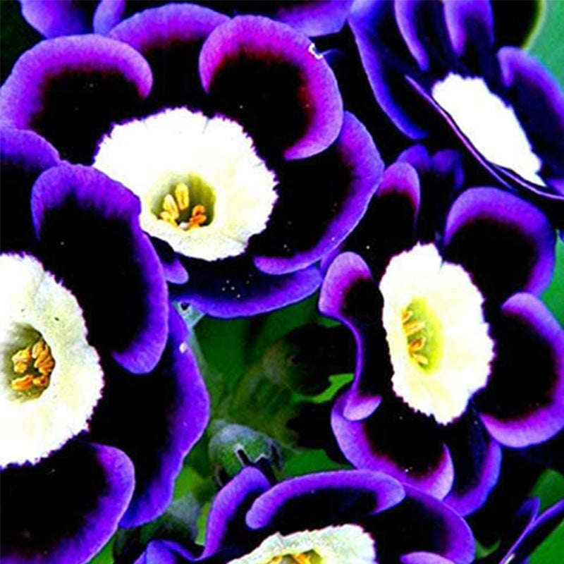 Rare Petunia Seeds Scarce Blue Phantom Petunia Flower