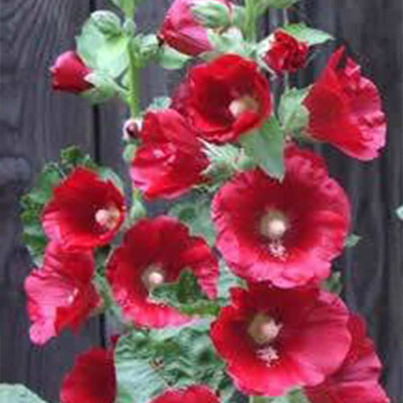 Mixed Colors Hollyhock Country Romance Mix Alcea Rosea Flower Seeds