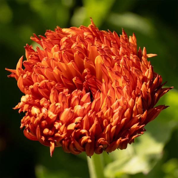 Neon Calendula