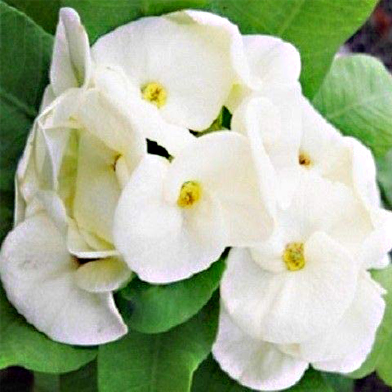 Amarilis de belleza rayada