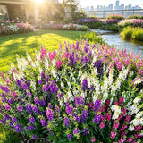 Mixed Summer Snapdragon (Angelonia angustifolia) Seeds