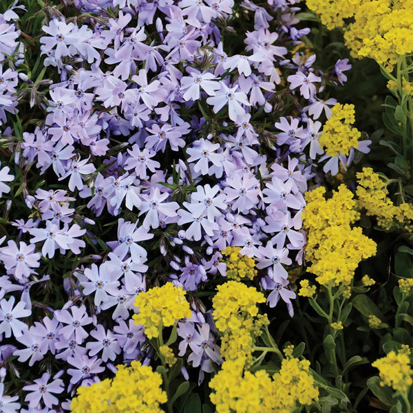 Creeping Phlox, Emerald Blue